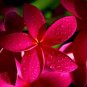 Red Frangipani Plumeria rubra 10 Seeds