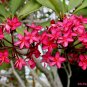 Red Frangipani Plumeria rubra 10 Seeds