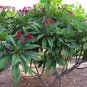 Red Frangipani Plumeria rubra 10 Seeds