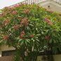 Red Frangipani Plumeria rubra 10 Seeds