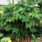 Hardy Bamboo Palm  5 Seeds  Chamaedorea microspadix