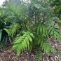 Hardy Bamboo Palm  5 Seeds  Chamaedorea microspadix