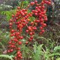 Hardy Bamboo Palm  5 Seeds  Chamaedorea microspadix