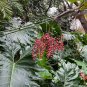 Hardy Bamboo Palm  5 Seeds  Chamaedorea microspadix