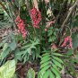 Hardy Bamboo Palm  5 Seeds  Chamaedorea microspadix