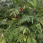 Hardy Bamboo Palm  5 Seeds  Chamaedorea microspadix
