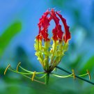 Gloriosa Lily 10 Seeds Gloriosa superba Gloriosa Lily 10 Seeds Gloriosa superba