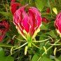 Gloriosa Lily 10 Seeds Gloriosa superba