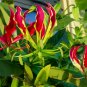 Gloriosa Lily 10 Seeds Gloriosa superba