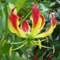 Gloriosa Lily 10 Seeds Gloriosa superba