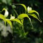 Gloriosa Lily 10 Seeds Gloriosa superba