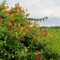 Gloriosa Lily 10 Seeds Gloriosa superba