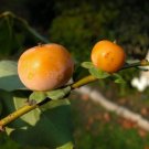 Date Plum Diospyros lotus 20 Seeds Date Plum Diospyros lotus 20 Seeds