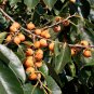 Date Plum Diospyros lotus 20 Seeds