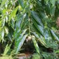 Date Plum Diospyros lotus 20 Seeds