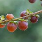 Date Plum Diospyros lotus 20 Seeds
