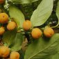 Date Plum Diospyros lotus 20 Seeds