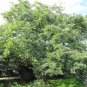 Date Plum Diospyros lotus 20 Seeds