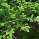 Fraser Fir Abies fraseri 100 Seeds