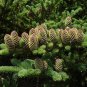 Fraser Fir Abies fraseri 100 Seeds