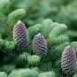 Fraser Fir Abies fraseri 100 Seeds