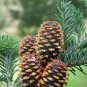 Fraser Fir Abies fraseri 100 Seeds