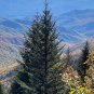 Fraser Fir Abies fraseri 100 Seeds