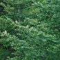 Fraser Fir Abies fraseri 100 Seeds