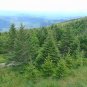 Fraser Fir Abies fraseri 100 Seeds