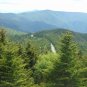 Fraser Fir Abies fraseri 100 Seeds