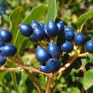 Laurustinus Viburnum 100 Seeds Viburnum tinus Laurustinus Viburnum 100 Seeds Viburnum tinus