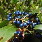 Laurustinus Viburnum 100 Seeds Viburnum tinus