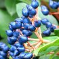 Laurustinus Viburnum 100 Seeds Viburnum tinus
