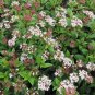 Laurustinus Viburnum 100 Seeds Viburnum tinus