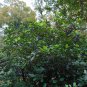 Laurustinus Viburnum 100 Seeds Viburnum tinus