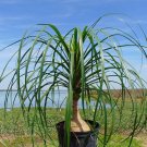 Ponytail Palm 10 Seeds Beaucarnea recurvata