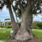 Ponytail Palm 10 Seeds Beaucarnea recurvata