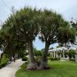 Ponytail Palm 10 Seeds Beaucarnea recurvata