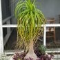 Ponytail Palm 10 Seeds Beaucarnea recurvata