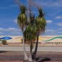 Ponytail Palm 10 Seeds Beaucarnea recurvata