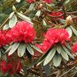 Tree Rhododendron Rhododendron arboreum 100 Seeds