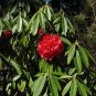 Tree Rhododendron Rhododendron arboreum 100 Seeds