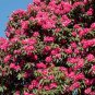Tree Rhododendron Rhododendron arboreum 100 Seeds