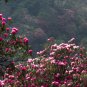 Tree Rhododendron Rhododendron arboreum 100 Seeds