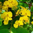 Tipu Tree  10 Seeds  Tipuana tipu