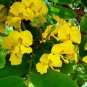 Tipu Tree  10 Seeds  Tipuana tipu