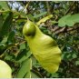 Tipu Tree  10 Seeds  Tipuana tipu