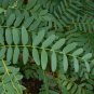 Tipu Tree  10 Seeds  Tipuana tipu