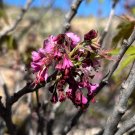 Mexican Buckeye Ungnadia speciosa 10 Seeds Mexican Buckeye Ungnadia speciosa 10 Seeds