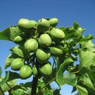 Physic Nut Barbados Nut Jatropha curcas 10 Seeds